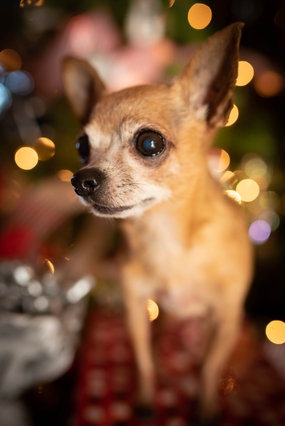 可爱吉娃娃宠物摄影图片